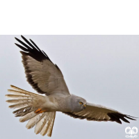 گونه سنقر خاکستری Hen Harrier